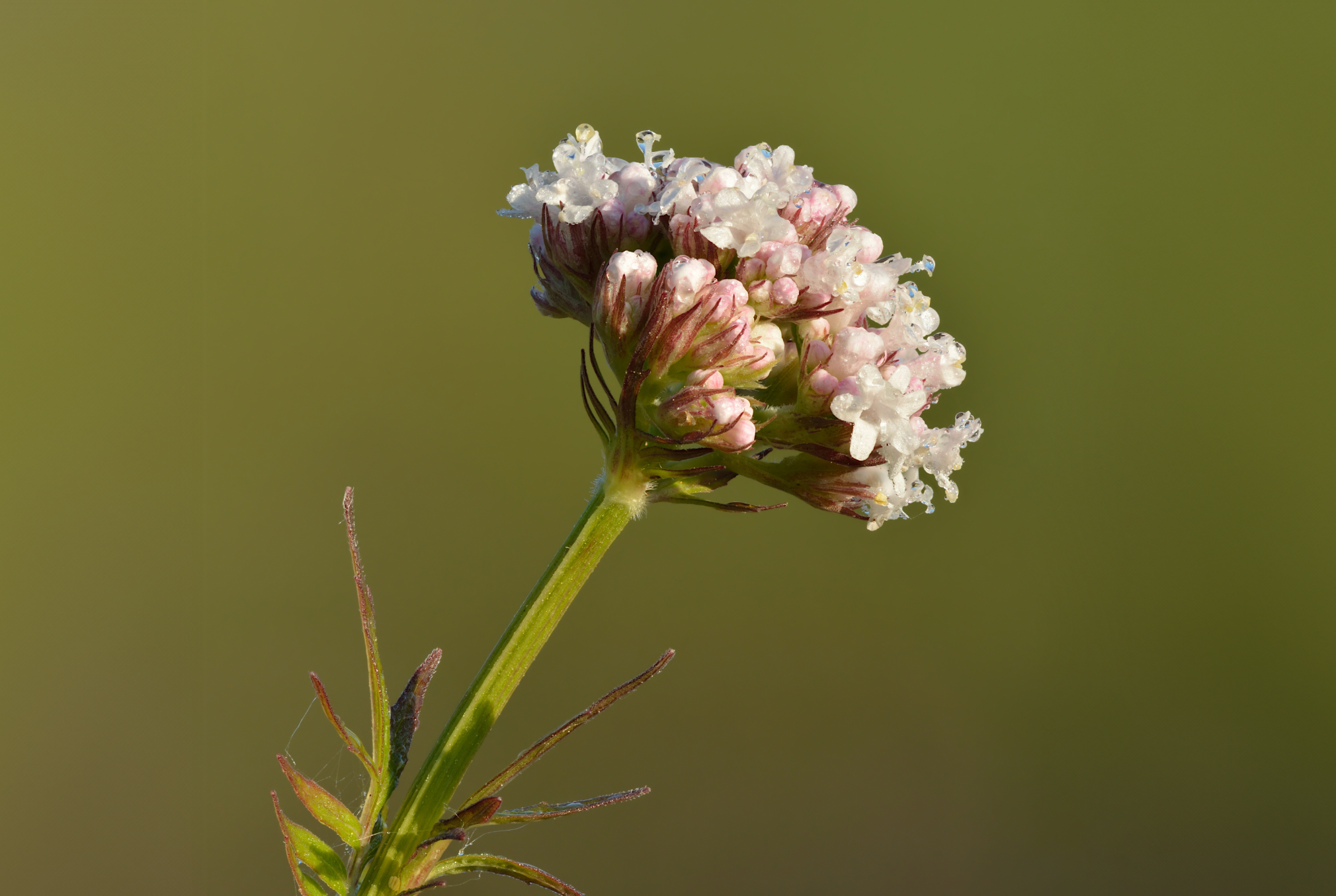 CBD and Valerian Root Taken Together - What to Know